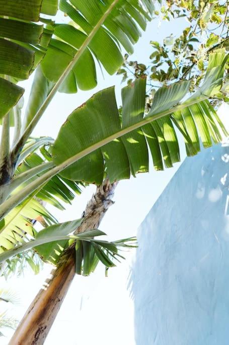 Tortuga Blue House In Banana Plantation Βίλα Arucas Εξωτερικό φωτογραφία
